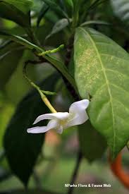 Image result for Tabernaemontana odoratissima