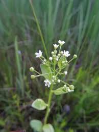 Image result for Samolus