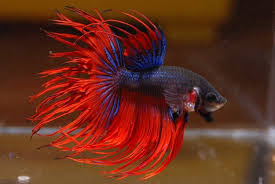 Ikan cupang jenis ini merupakan jenis ikan cupang yang terjual dengan harga fantastis termahal di dunia, yaitu terjual dengan harga rp20.000.000 yang laku di jual di thailand. Jenis Jenis Ikan Cupang Yang Ada Di Indonesia