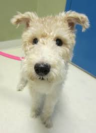 Maybe you would like to learn more about one of these? Adopt Sophie Adopted On Petfinder Fox Terrier Wire Fox Terrier Fox Terrier Dogs