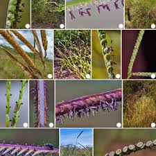 Image result for Rhytachne