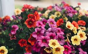 You can also propagate this plant via purchased seeds, cuttings, or division. Petunias 101 How To Grow Petunias From Seed The Easy Way