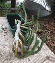 Image result for Euphorbia jubata