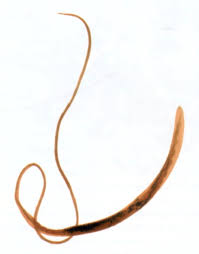 Image result for Whipworm