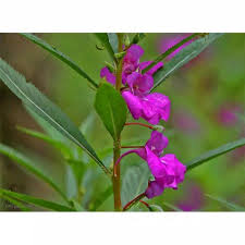 Maybe you would like to learn more about one of these? Jual Daun Pacar Air Atau Pacar Cere Bersama Batangnyah 500gram Shopee Indonesia