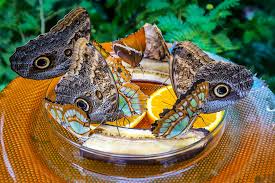 قع فندق butterfly house في وسط فيينا ، وهو مكان مليء بالسحر والتاريخ. Insel Mainau Blumenidylle Schmetterlinge Schloss Baum Giganten Passenger On Earth