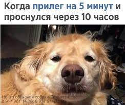 kovarnyj dnevnoj son sobaka sobaki luchshij tolyatti shenok luchshie photooftheday dogcentr centrobuch funny animal memes funny dog memes funny pictures