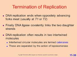 Dna stands for deoxyribose nucleic acid this chemical substance is present in the nucleus of all cells in all living organisms dna controls all the chemical changes after watson and crick proposed the double helix model of dna, three models for dna replication. Lecture 2 Chapter 11 Dna Replication Ppt Download