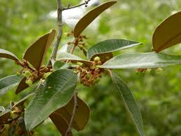 Image result for Chrysophyllum