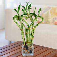 Epingle Sur Jardinage