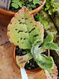 Image result for Kalanchoe gastonis-bonnieri
