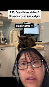 What Happens If My Cat Eats A Ribbon