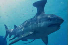 Spike (stethacanthus) is a tier s shark in hungry shark world. Hungry Shark World Flashcards Quizlet
