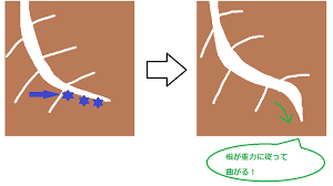 葉先が太陽に向かって育つわけ 庭園日誌