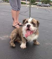 We did not find results for: Shih Tzu Pitbull Mix Online