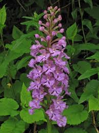 Image result for Platanthera psycodes