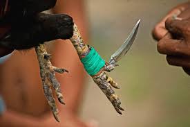 images?q=tbn:ANd9GcTDSpC2YMlC7_-inSFXmsr