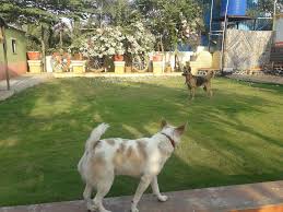 Our facility features a doggy beach, pool, playground, and separate play areas and swimming pool for smaller dogs. Pet Social Pet Boarding Balewadi Baner Pet Care Takers In Pune Justdial