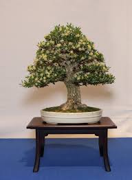 Produkten är slutsåld, inte tillgänglig just nu. Buxus Harlandii Chuhin Img 7267 Bonsai Bark