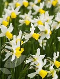 Narcissus Jack Snipe Cyclamineus Daffodil Bulbs Daffodil Bulbs Daffodils Dry Shade Plants