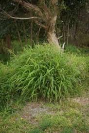 Image result for Panicum maximum