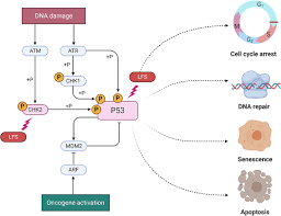 Maybe you would like to learn more about one of these? Frontiers Cancer Predisposition Syndromes Associated With Pediatric High Grade Gliomas Pediatrics