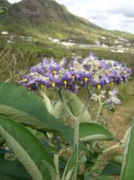 Image result for Solanum mauritianum