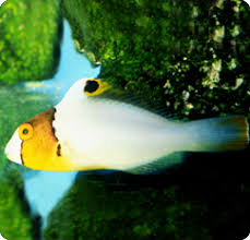 Bicolor Parrotfish Bicolour Parrotfish Cetoscarus Bicolor