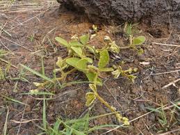 Image result for Pseudovigna