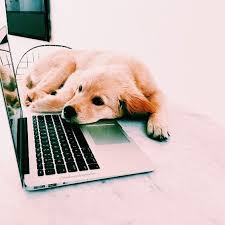 Ausmalbilder hund und katze einzigartig 58 genial sammlung malvorlagen fur hunde und katzen zum ausdrucken webartisan me ausmalbild katze und hund bilder zum ausmalen bekommen elsa 35 Hundebilder Zum Ausdrucken Besten Bilder Von Ausmalbilder