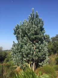 Image result for Leucadendron argenteum