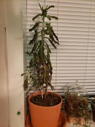 The whole plant can grow up to 3 feet or 1 meter tall. I Have 2 Mother Of Millions Both Are Different Types And Both Are Drooping At The Bottom It S Been Progressing Up The Plant The Past 2 Weeks I Watered It Yesterday Because