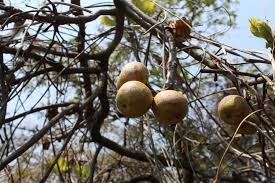 Image result for Uapaca guineensis