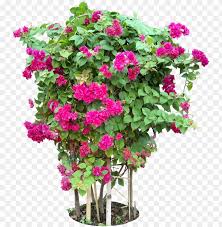 Apply for a home depot consumer card. Tropical Plant Pictures Bougainvillea Plants Png Format Png Image With Transparent Background Toppng