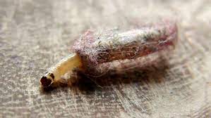 Le bustine del thè o sacchetti con thè comprato in negozio, una chicca per gli insetti. Guardaroba I Rimedi Per Eliminare Le Larve Delle Tignole
