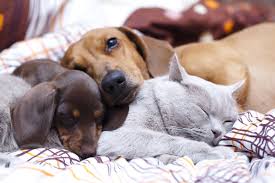 Kedi Ve Kopeklerde Kusma Nedenleri Ucuz Mama