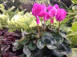 The amount of light that you give your peace lily is entirely. Indoor Flowering Plants Awesome House Lighting Indoor Plants Low Light Ideas Indoor Flowering Plants Indoor Flowers Low Light House Plants