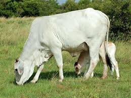 Maybe you would like to learn more about one of these? Fichier Brahman Cow Calf Jpg Wikipedia