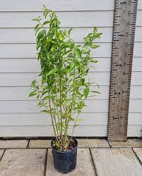 It has an astonishing fragrance. Cestrum Nocturnum Night Blooming Jasmine For Sale Online