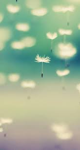 Dandelion Mobile9 Dandelion Wallpaper Phone Background Wallpaper Dandelion