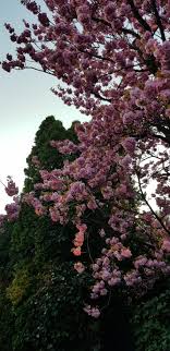 Maybe you would like to learn more about one of these? Cherry Blossom Iphone X Wallpapers Iphone X Wallpapers Hd
