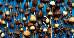 the best magic mushrooms trufflemagic fresh truffles