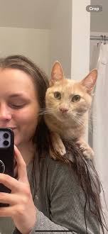 Lost kitty, found out copperfields neighborhood.