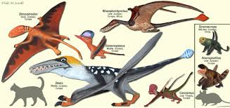 Image result for Dinophora spenneroides