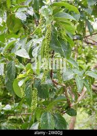 Image result for Antidesma venosum