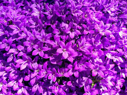 4.2 / 5 ( 144 votes ) purple is an extremely popular flower color, with favorites including lavender and aster. Purple Violet Color Hue Flowers Nature By Kali Hodges Photo Stock Snapwire