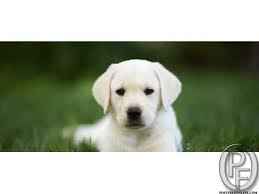 Check spelling or type a new query. Pin On Doggies