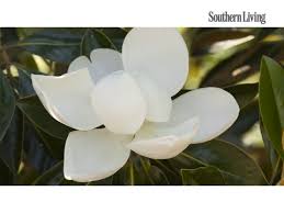 Arvestades asukohta, aadress, kommentaare ja lahtiolekuajad. The Complete Guide To Magnolia Trees Southern Living