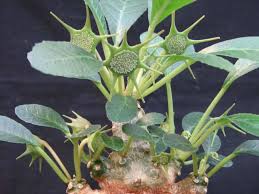 Image result for Dorstenia