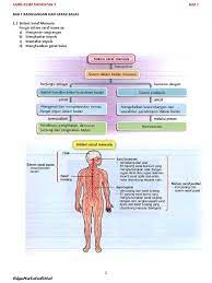 Menghantar impuls saraf dari koklea ke otak. F3 Bab 1 Rangsangan Dan Gerak Balas Docx